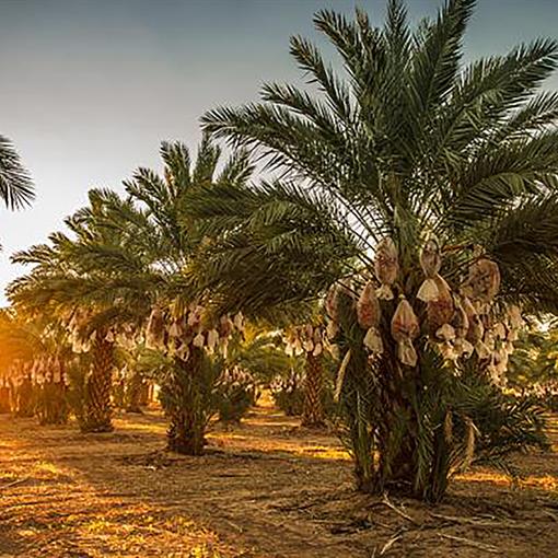 Ajwa Date Palm